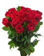 Rose rosse 
