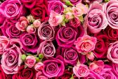 Un Mondo di Rose 
